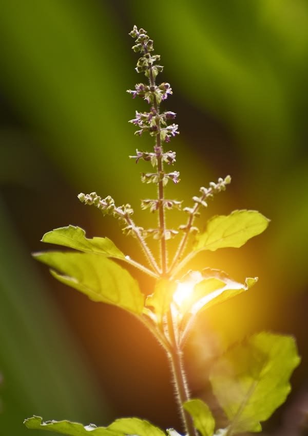 Vibrant botanical vitality