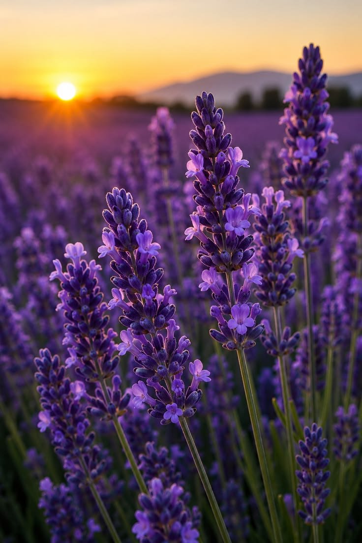 Premium natural botanical ingredients